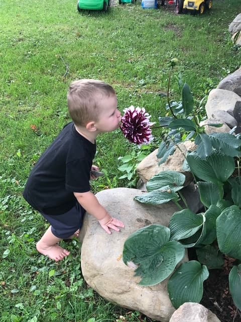 Rafaël pieds nus dans le jardin, penché sur une roche pour coller son visage sur un dahlia.